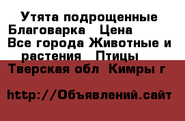 Утята подрощенные Благоварка › Цена ­ 100 - Все города Животные и растения » Птицы   . Тверская обл.,Кимры г.